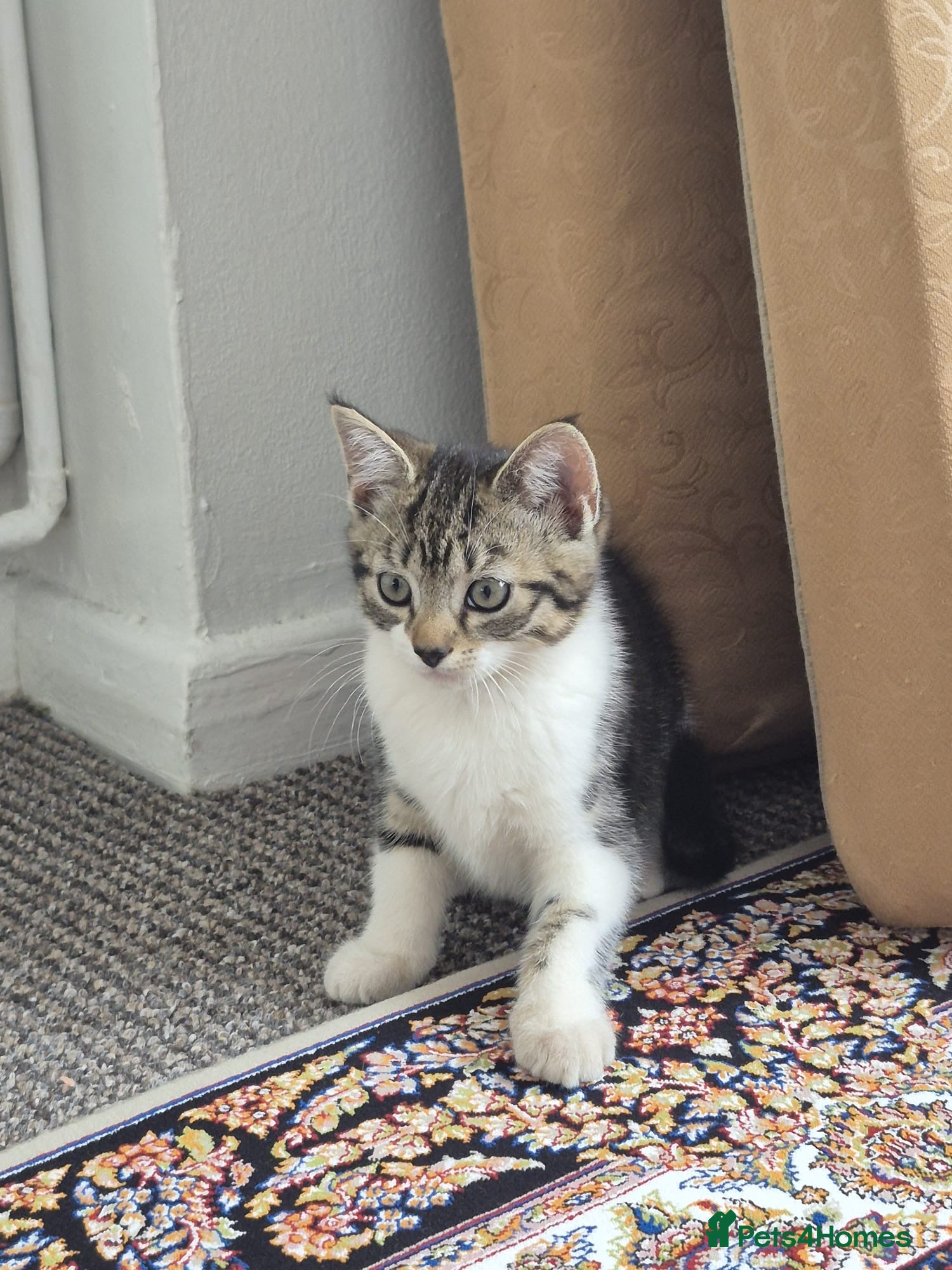 British Shorthair cats for sale: Tabby short hair kittens  - Advert 9