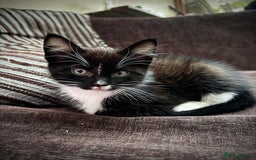 Maine Coon cats for sale: Beautiful Maine Coon Mix  - Image 8