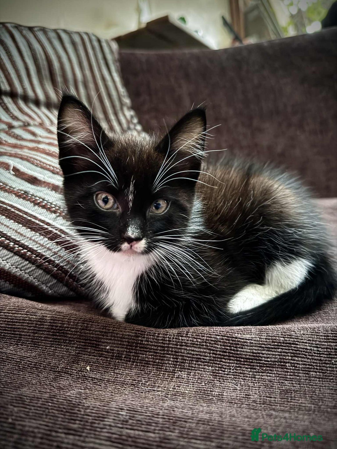 Maine Coon cats for sale: Beautiful Maine Coon Mix  - Image 8