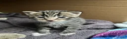 Mixed Breed cats for sale: 5 kitty’s looking for future homes in Hatfield - Advert 5
