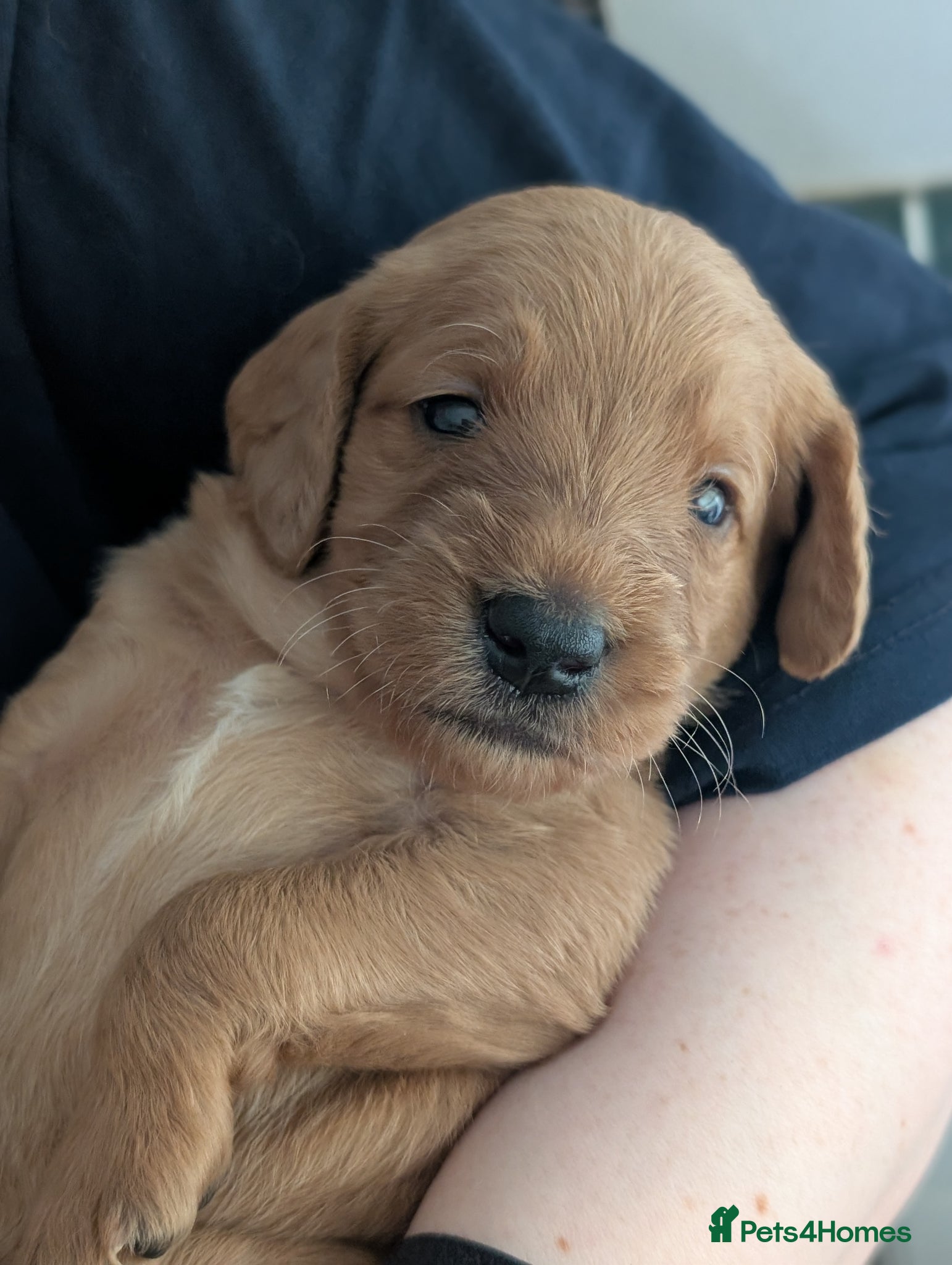 Labradoodle dogs for sale: Unique Labradoodles - Merle, Phantom, Black, Red - Advert 26