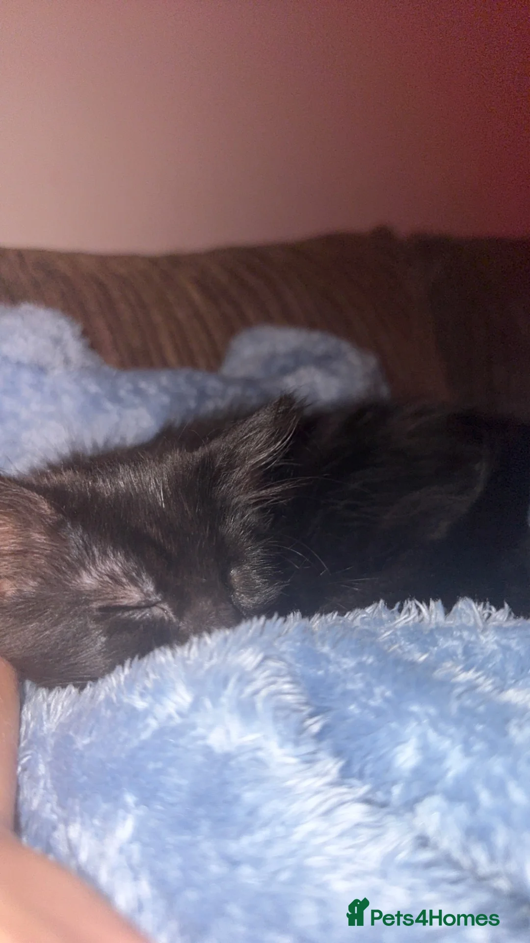 Mixed Breed cats for sale: 2 girl kittens for sale - Advert 2