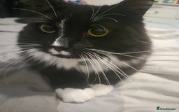Mixed Breed cats for sale: Oero and dodger - Image 2