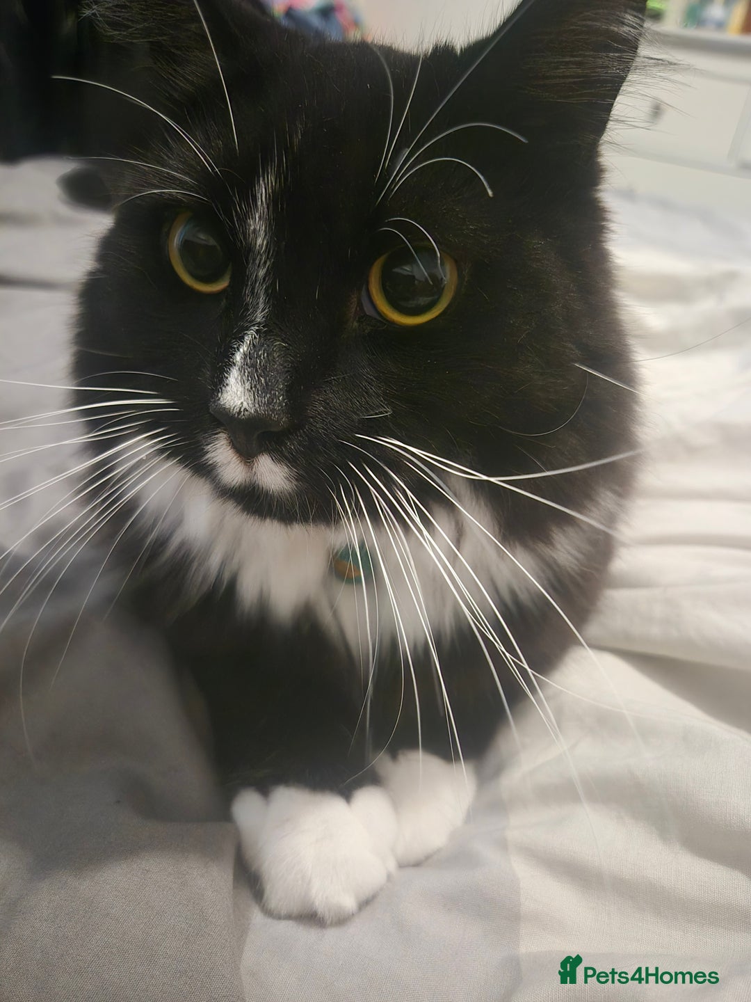 Mixed Breed cats for sale: Oero and dodger - Image 2