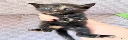 Mixed Breed cats for sale: Female tri colour kitten  - Advert 6