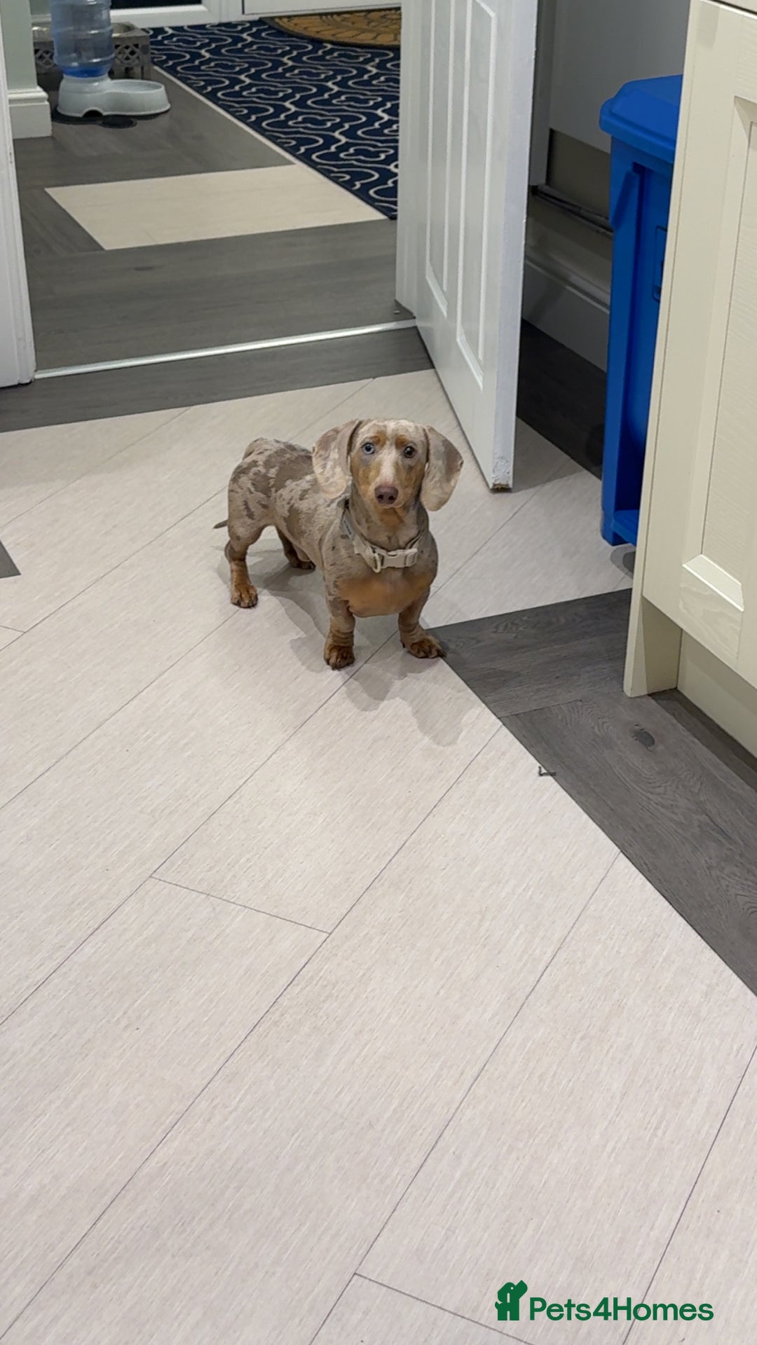 Miniature Dachshund dogs for sale: Miniature dapple male  - Advert 3