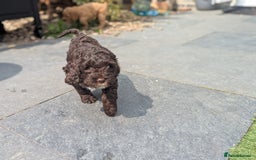 Cockapoo dogs for sale: F1B CHOCOLATE BROWN MERLE FEMALE COCKAPOO - Image 2