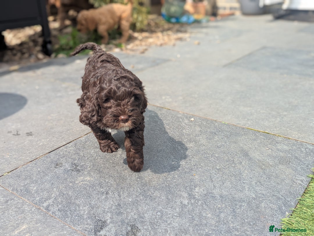 Cockapoo dogs for sale: F1B CHOCOLATE BROWN MERLE FEMALE COCKAPOO - Image 2