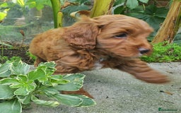 Cavapoo dogs for sale: Deep red Cavapoo puppies - Image 9