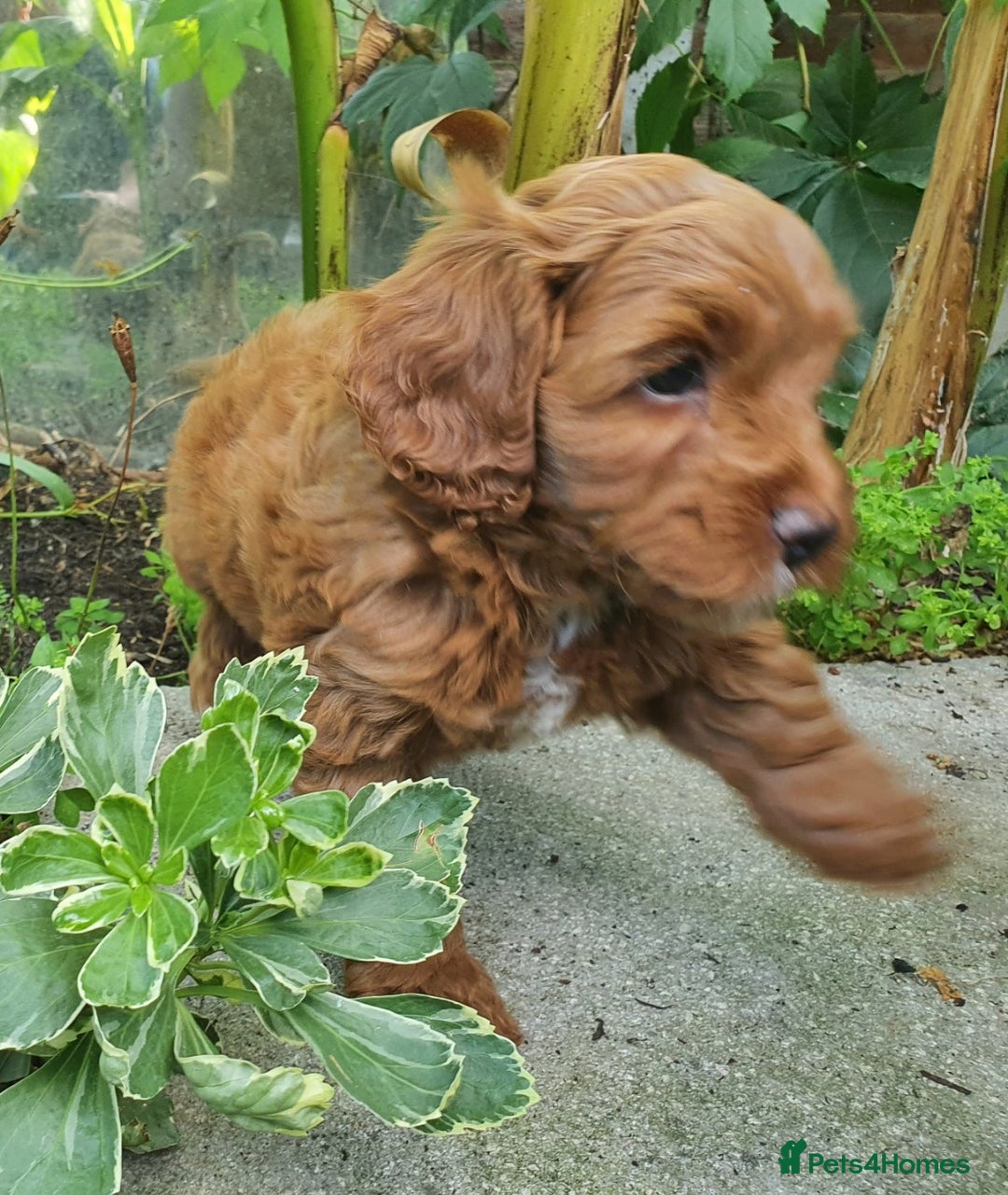 Cavapoo dogs for sale: Deep red Cavapoo puppies - Image 9