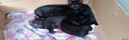 Mixed Breed cats for sale: 5 black kittens 1 with 4 white feet - Advert 2