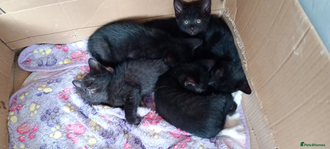 Mixed Breed cats for sale: 5 black kittens 1 with 4 white feet - Advert 2
