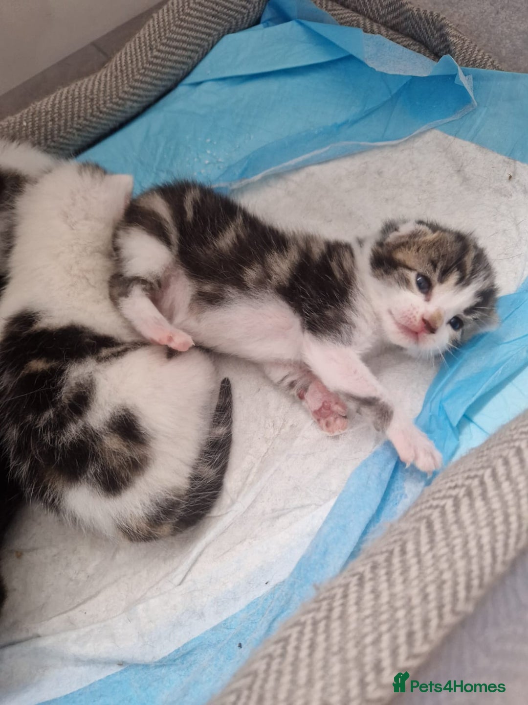 Mixed Breed cats for sale: 4 little kittens  - Image 1