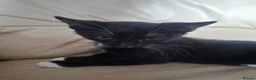 Mixed Breed cats for sale: 4 kittens  in Spalding - Advert 4