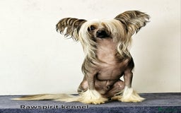 Chinese Crested dogs for stud: Julien INSOLITE FAMILIER import Pl  - Image 1