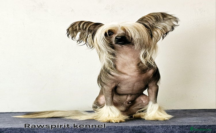 Chinese Crested dogs - Advert 1