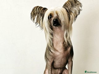 Chinese Crested dogs - Advert 2
