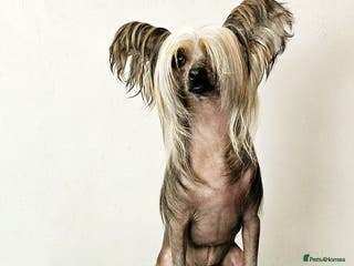 Chinese Crested dogs Julien INSOLITE FAMILIER import Pl - Advert 5