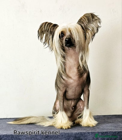 Chinese Crested dogs Julien INSOLITE FAMILIER import Pl - Advert 1