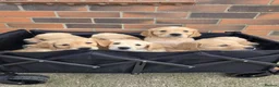 Golden Retriever dogs for sale: *Beautiful DNA clear kc reg Golden retriever pups* - Advert 8