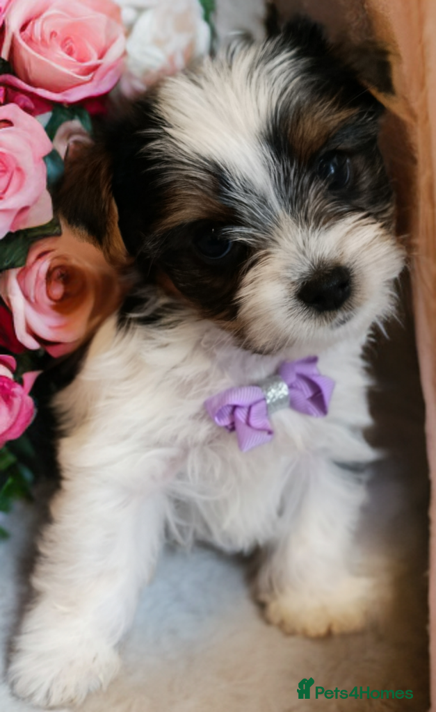 Yorkshire Terrier dogs Tricolor Yorkies Biewer 🐶🐶🐶 - Advert 18