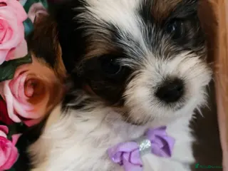 Yorkshire Terrier dogs Tricolor Yorkies Biewer 🐶🐶🐶 - Advert 18