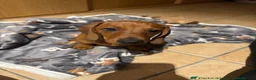 Dachshund dogs for sale: Lovely dachshunds!!! - Advert 19
