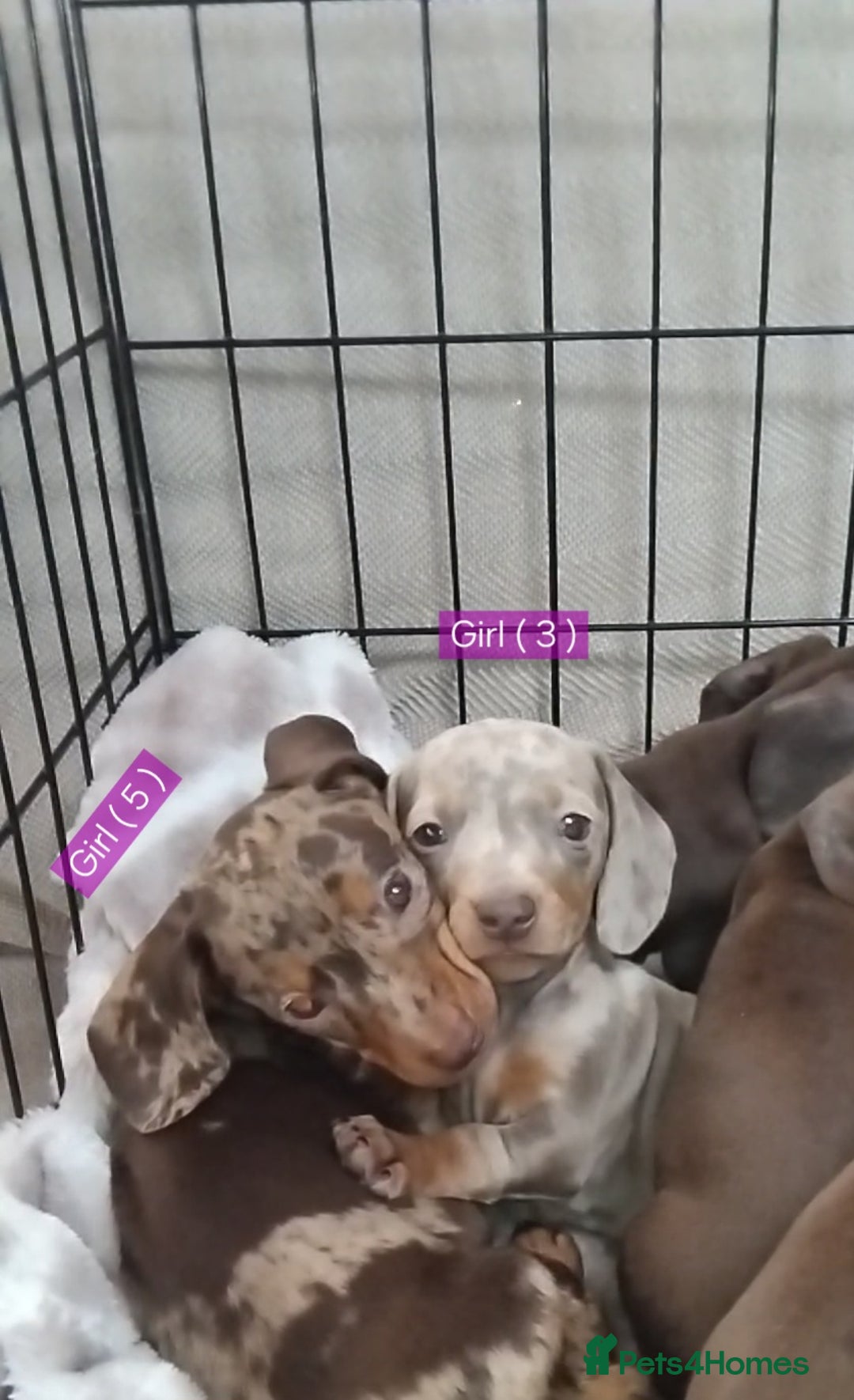 Miniature Dachshund dogs for sale: KC, PRA, STUNNING LITTER MIN,DASH😍 - Image 1