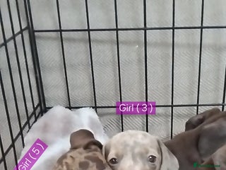 Miniature Dachshund dogs - Advert 1