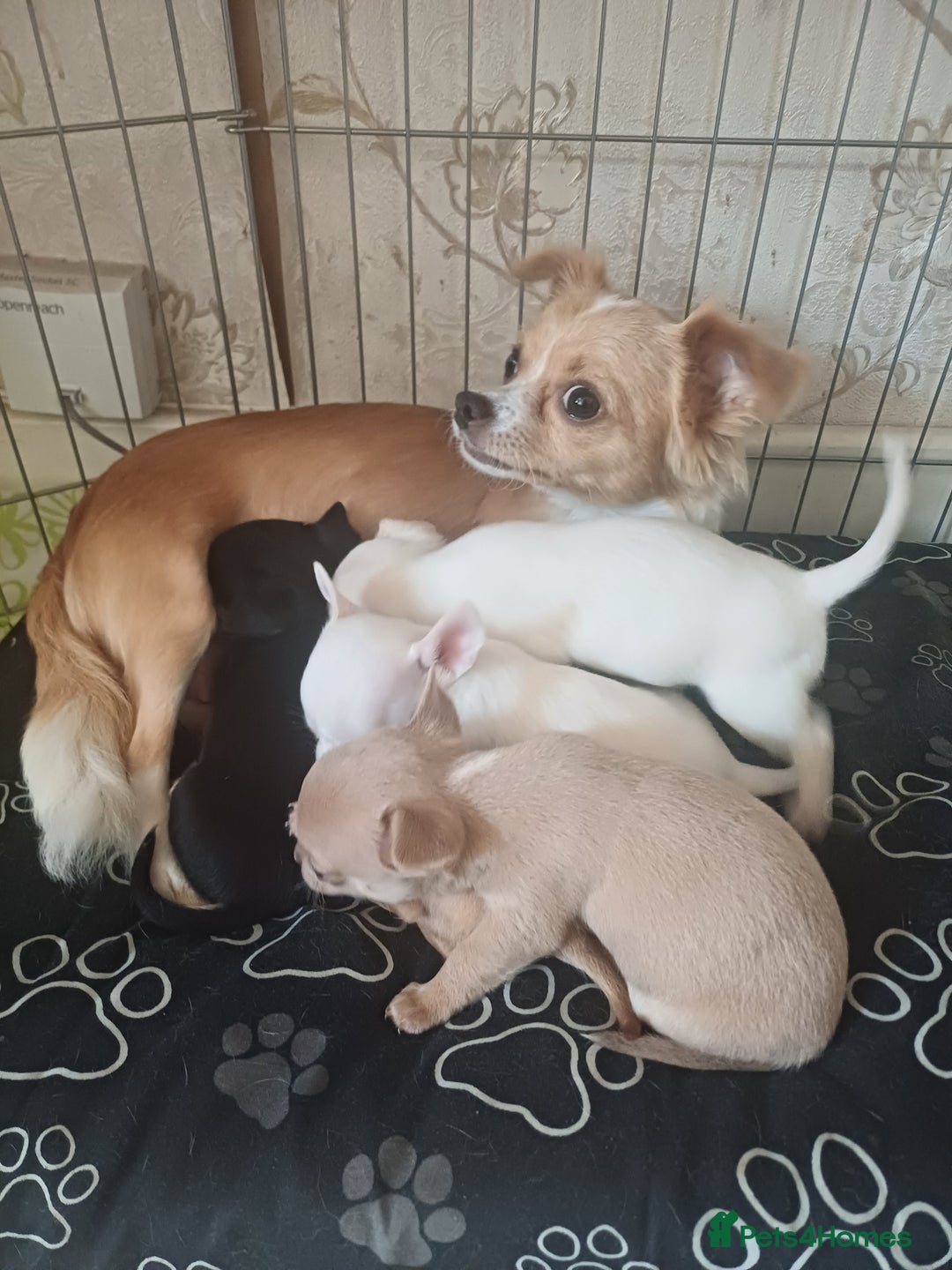 Chihuahua dogs for sale: Chihuahua puppy - Image 4