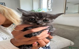 Maine Coon cats for sale: Maine Coon X Ragdoll Kittens 🐱 - Image 1