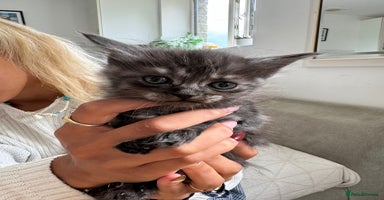 Maine Coon cats - Advert 10