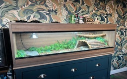 Bearded Dragon reptiles for sale: Bearded dragon and setup - Image 2