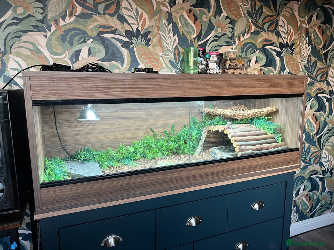 Bearded Dragon reptiles for sale: Bearded dragon and setup - Image 2