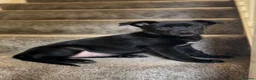 Belgian Shepherd Dog dogs for sale: Stunning Belgian Malinois Puppies  - Advert 13