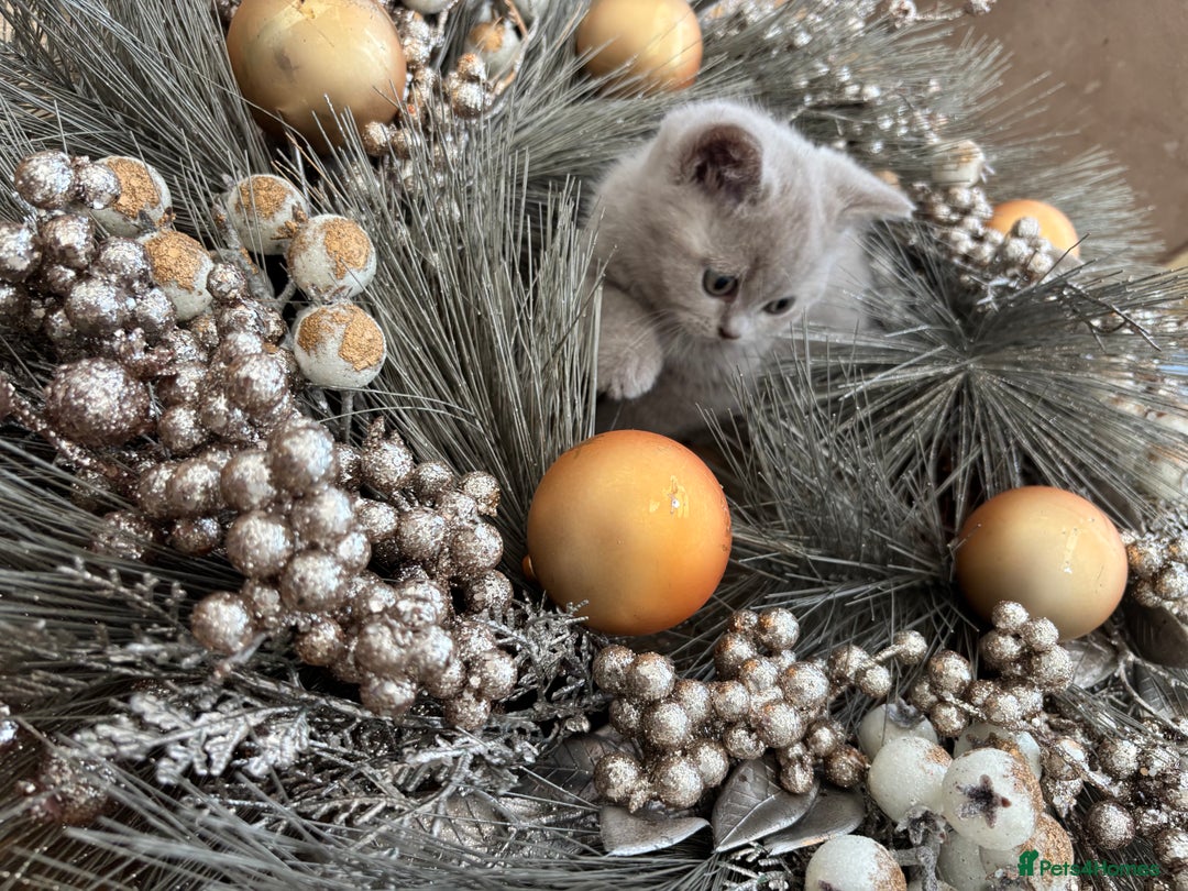 British Shorthair cats for sale: Full British shorthair kittens, London - Advert 18