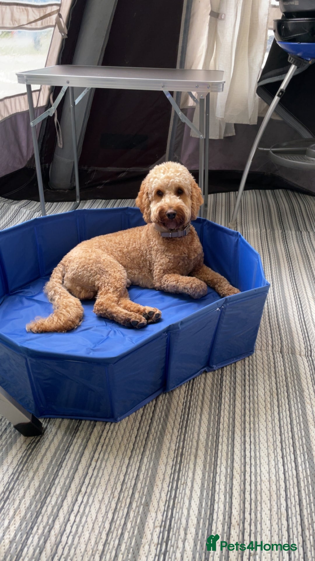 Cockapoo dogs for stud: Stud only! - Image 5