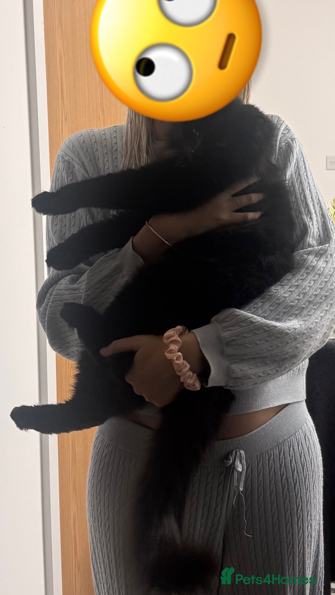Mixed Breed cats for sale: adorable fluffy black cat  - Advert 4