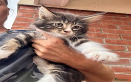 Mixed Breed cats for sale:  Stunning female ragdoll cross kittens  - Image 3