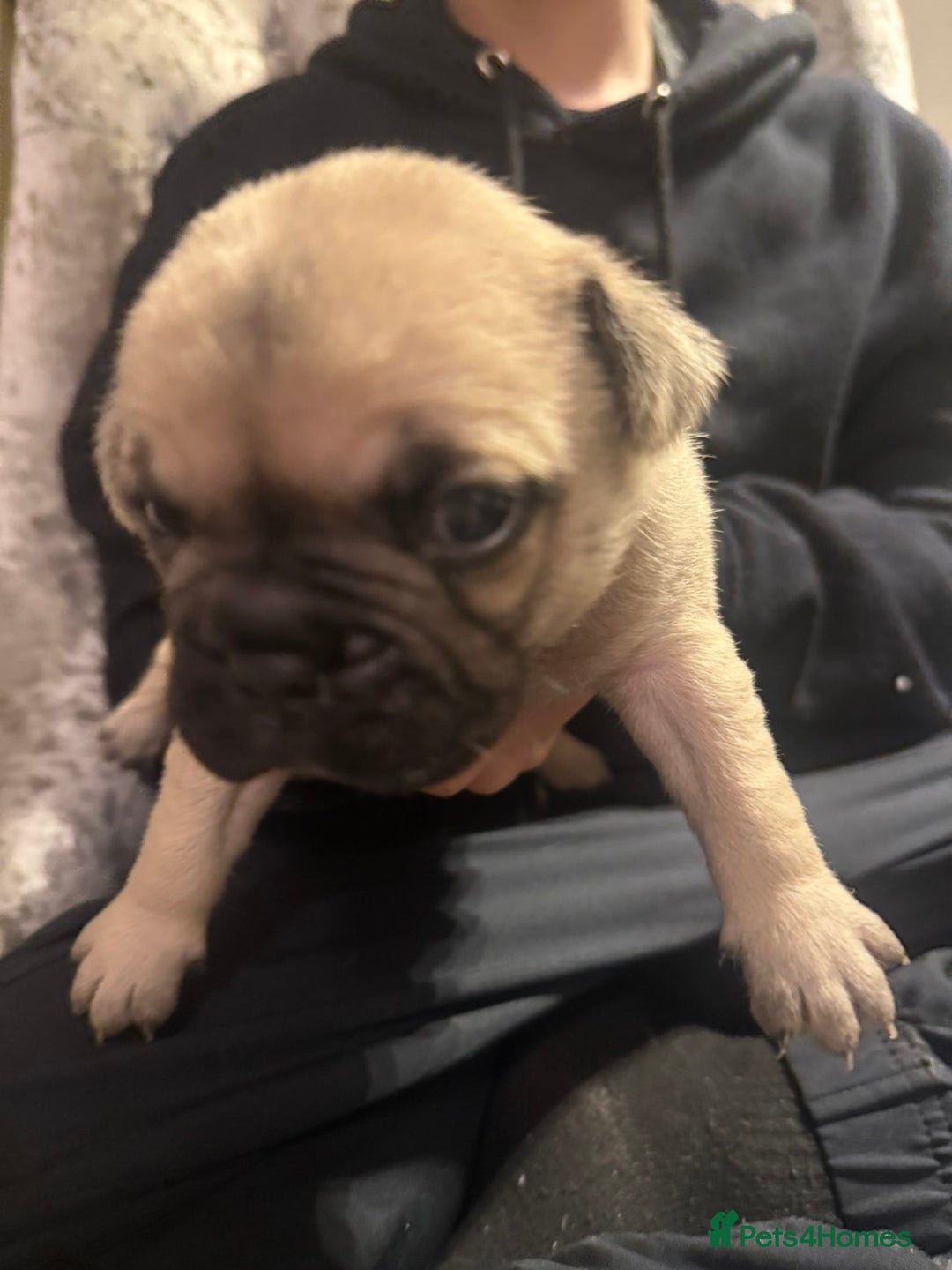 Frug dogs for sale: Frug puppies - Advert 9
