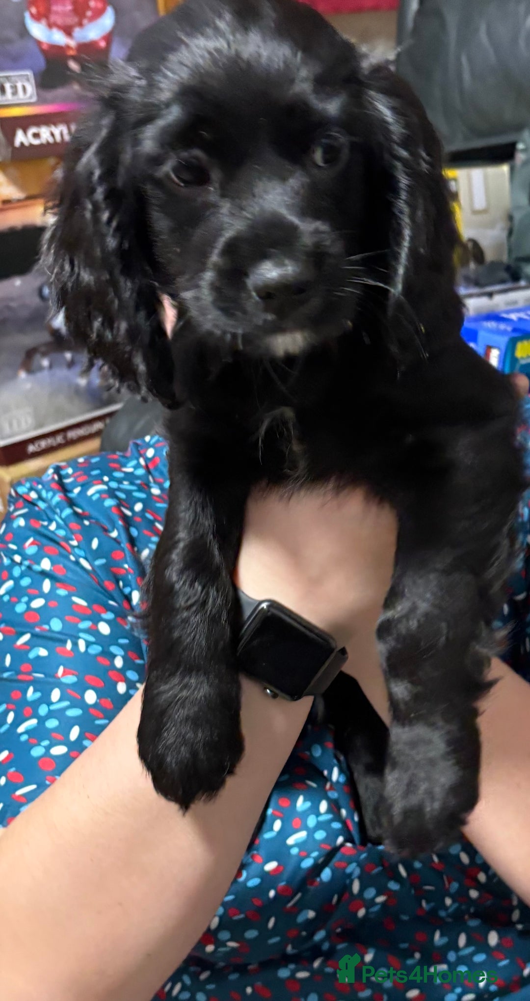 Cockalier dogs for sale: Ready to go 2 Male Cockalier Spaniels  - Advert 4