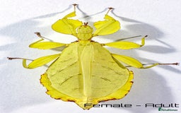 Stick Insects invertebrates for sale: Two mixed color nymphs Phyllium Leaf stick insects - Image 3