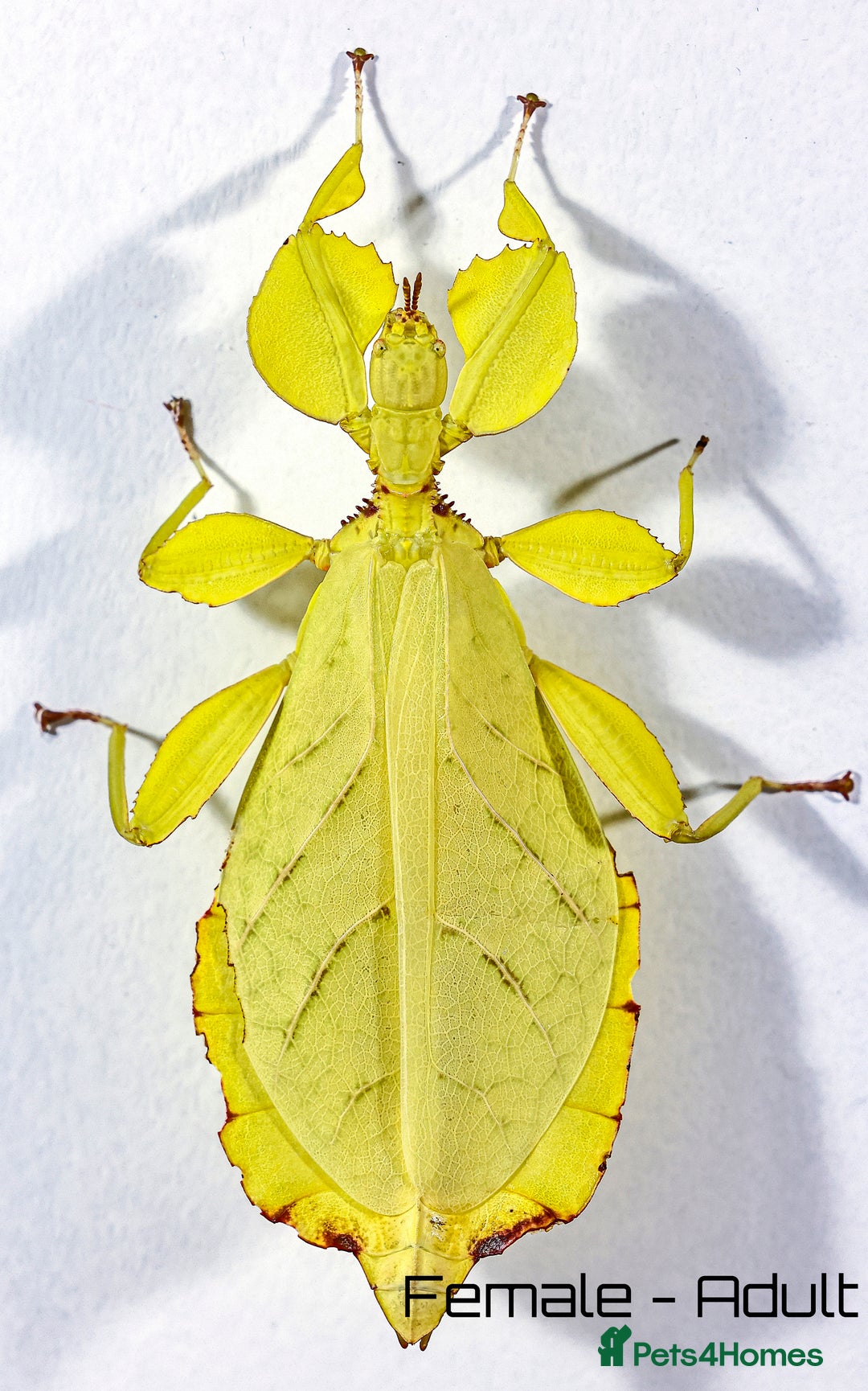 Stick Insects invertebrates for sale: Two mixed color nymphs Phyllium Leaf stick insects - Image 3
