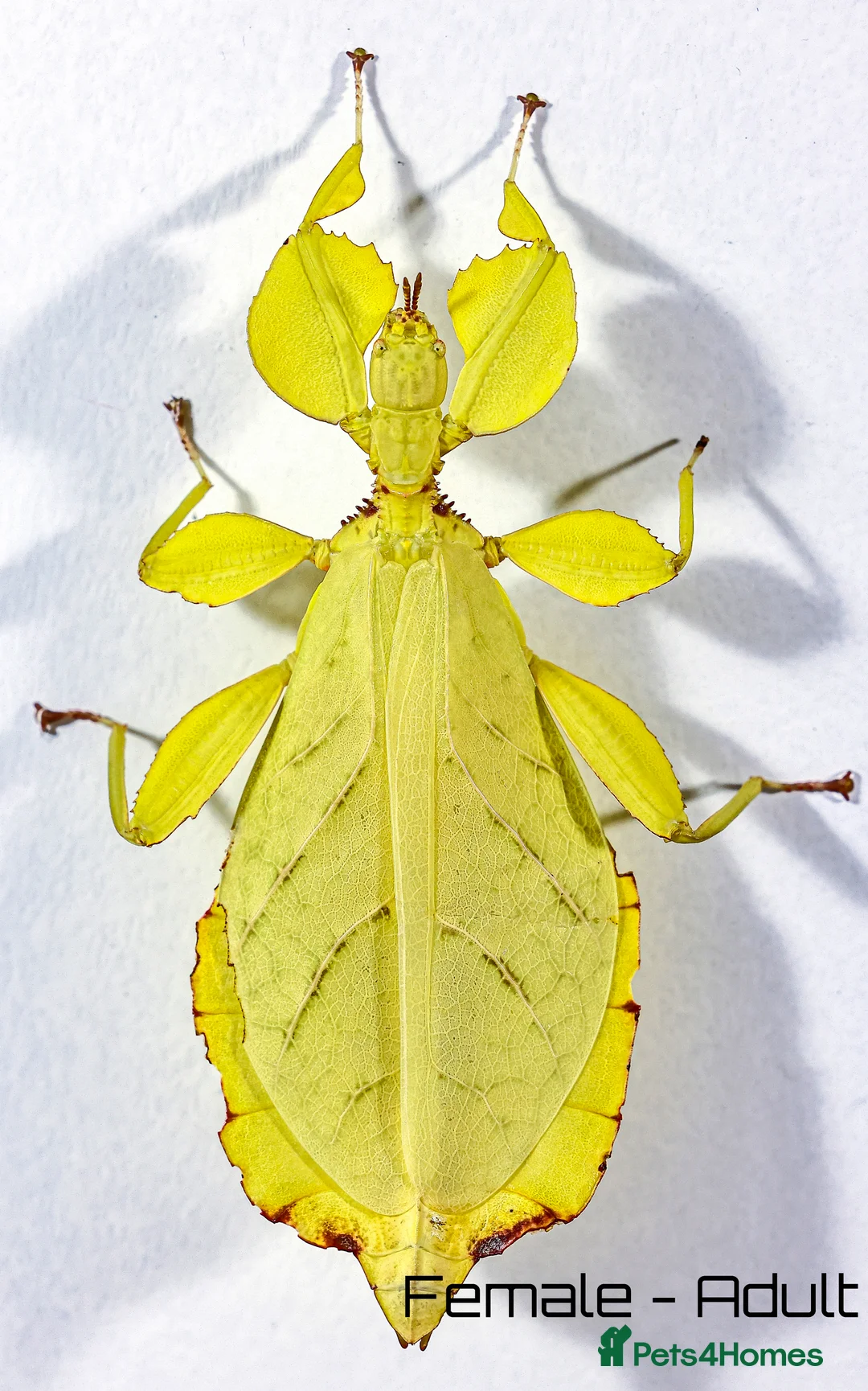 Stick Insects invertebrates for sale: Two mixed color nymphs Phyllium Leaf stick insects - Advert 3