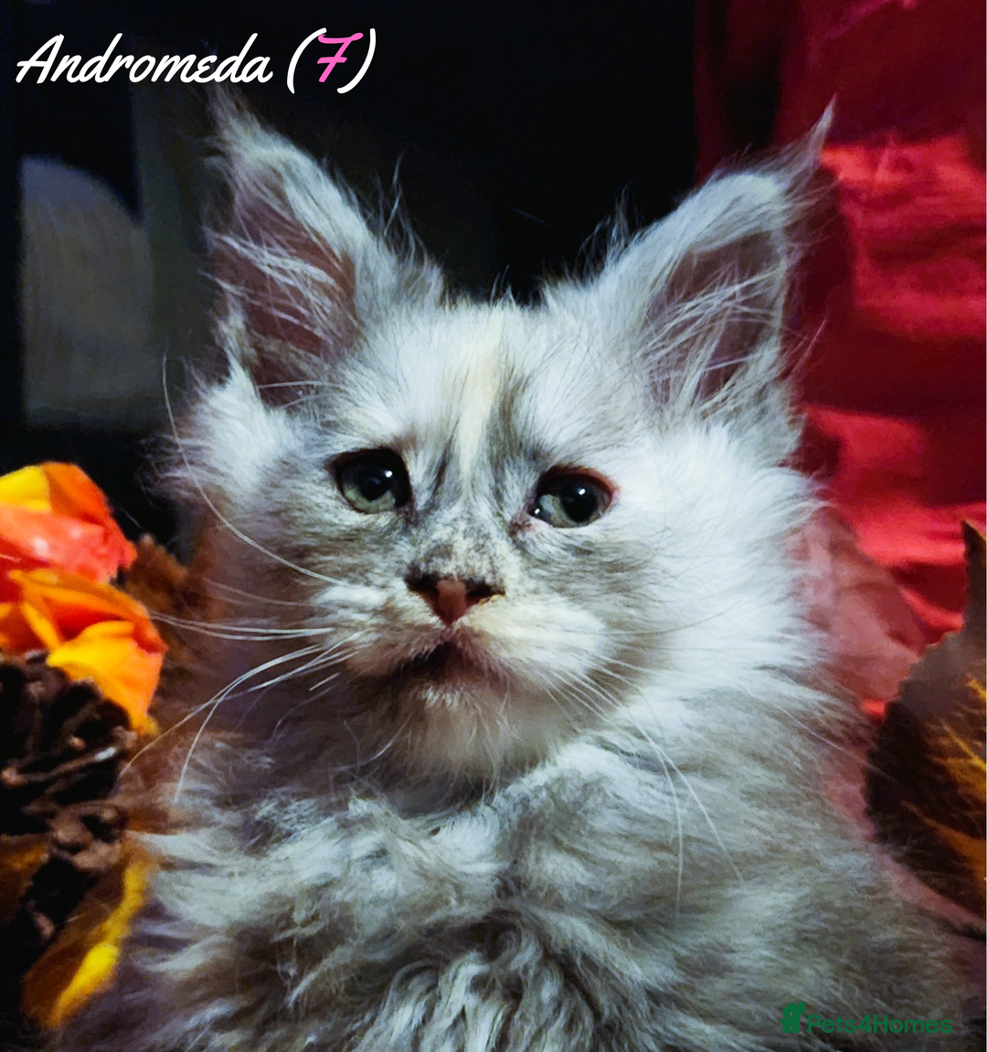 Maine Coon cats for sale: TICA Registered Kittens for Sale  - Image 25