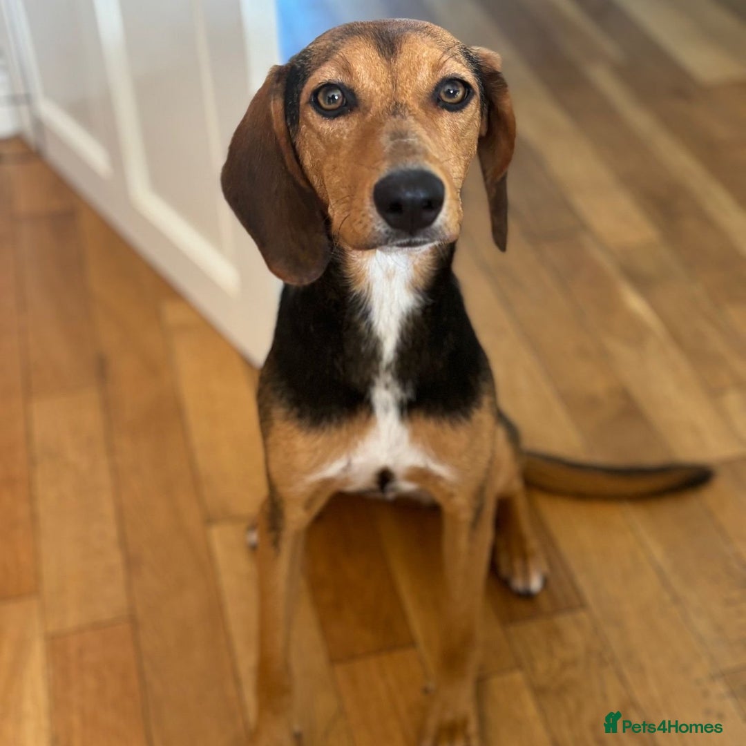 Mixed Breed dogs for adoption: Jilly (Greek Harehound mix) - Image 2