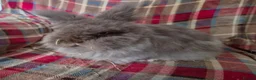 Lionhead rabbits for sale: Beautiful double mane lionhead.  - Advert 2
