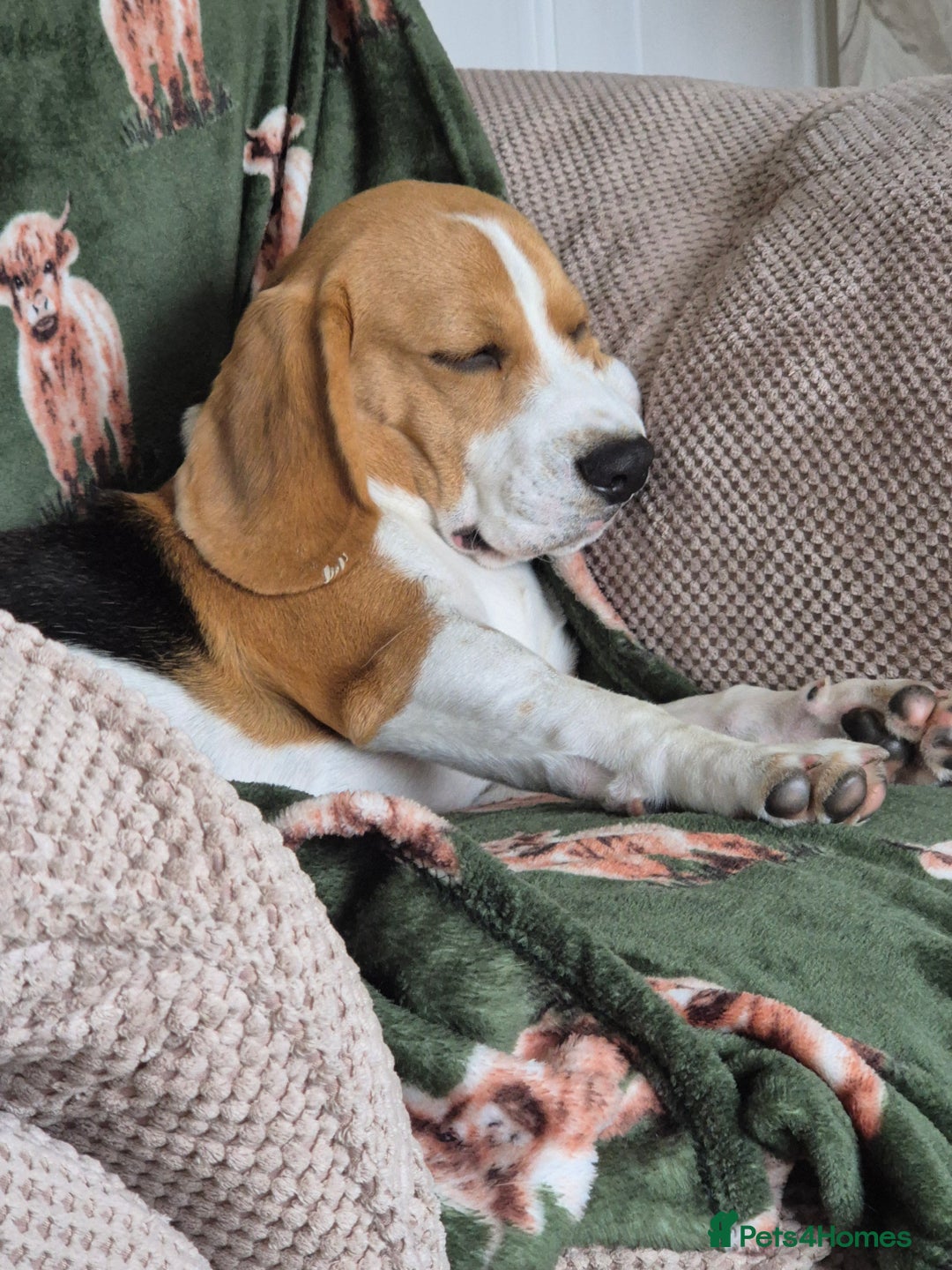 Beagle dogs for sale: Looking for a new loving family 10 mouths beagle  - Advert 3