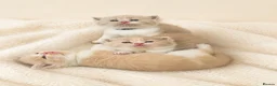 British Shorthair cats for sale: Exceptional quality British Shorthair kittens  - Advert 13