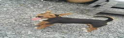 Jack Russell dogs for sale: Gorgeous Miniature Black and Tan Jack Russells in Llanbrynmair - Advert 10
